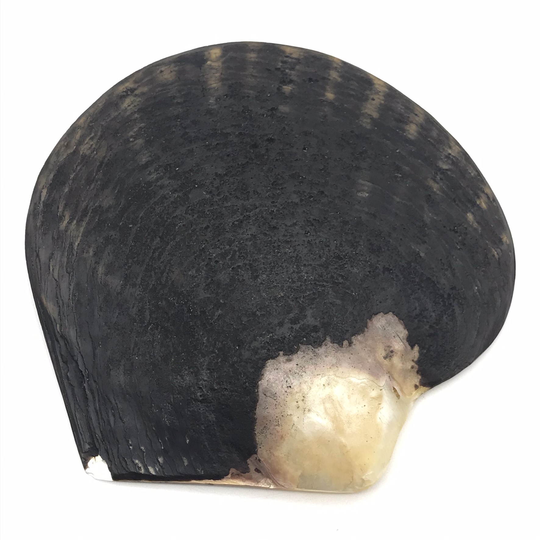 Incredible Antique ‘Carved Pearl Oyster Shell’ (Pinctada) - Image 8